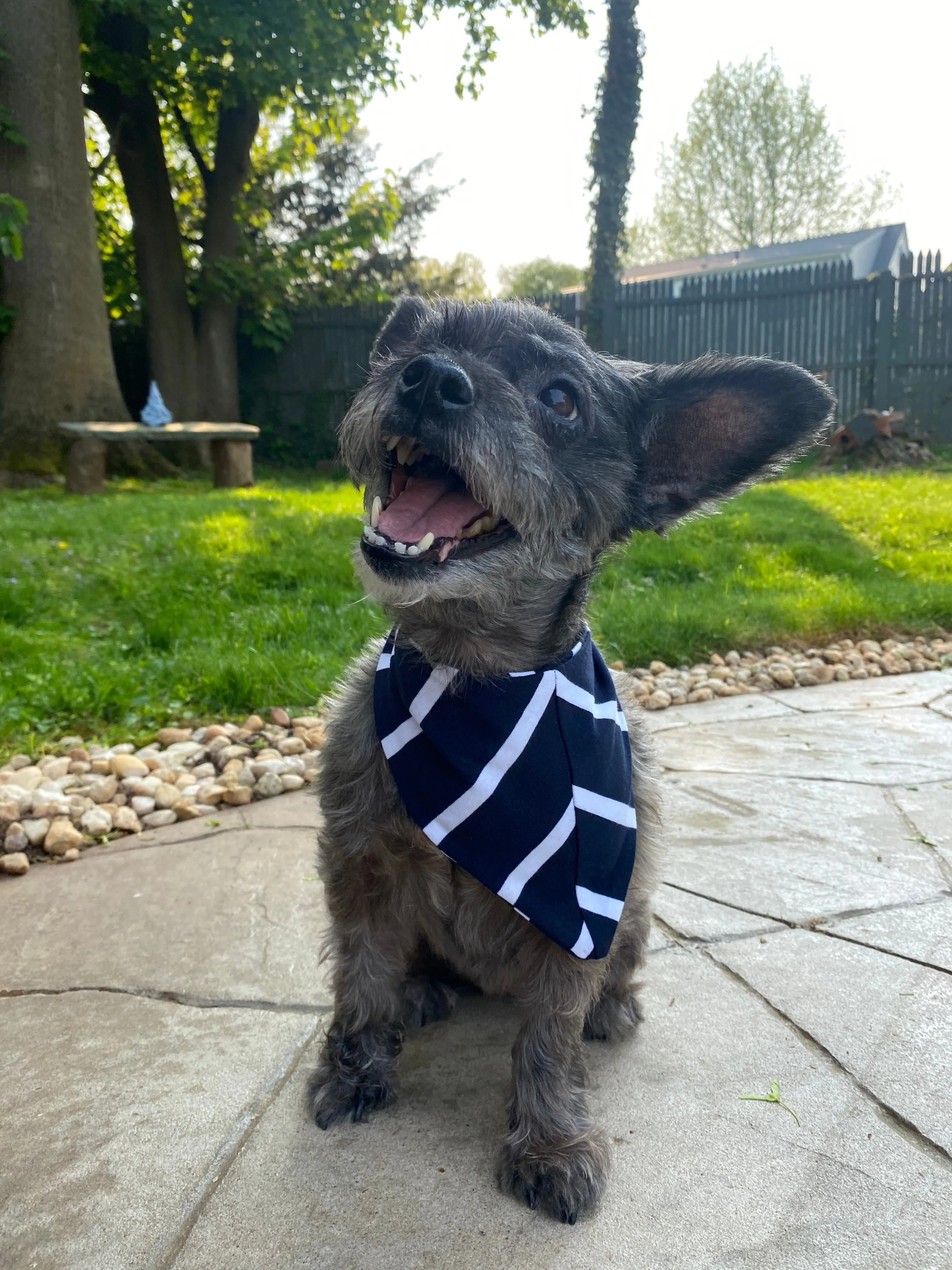 Navy Stripe Pet Bandana