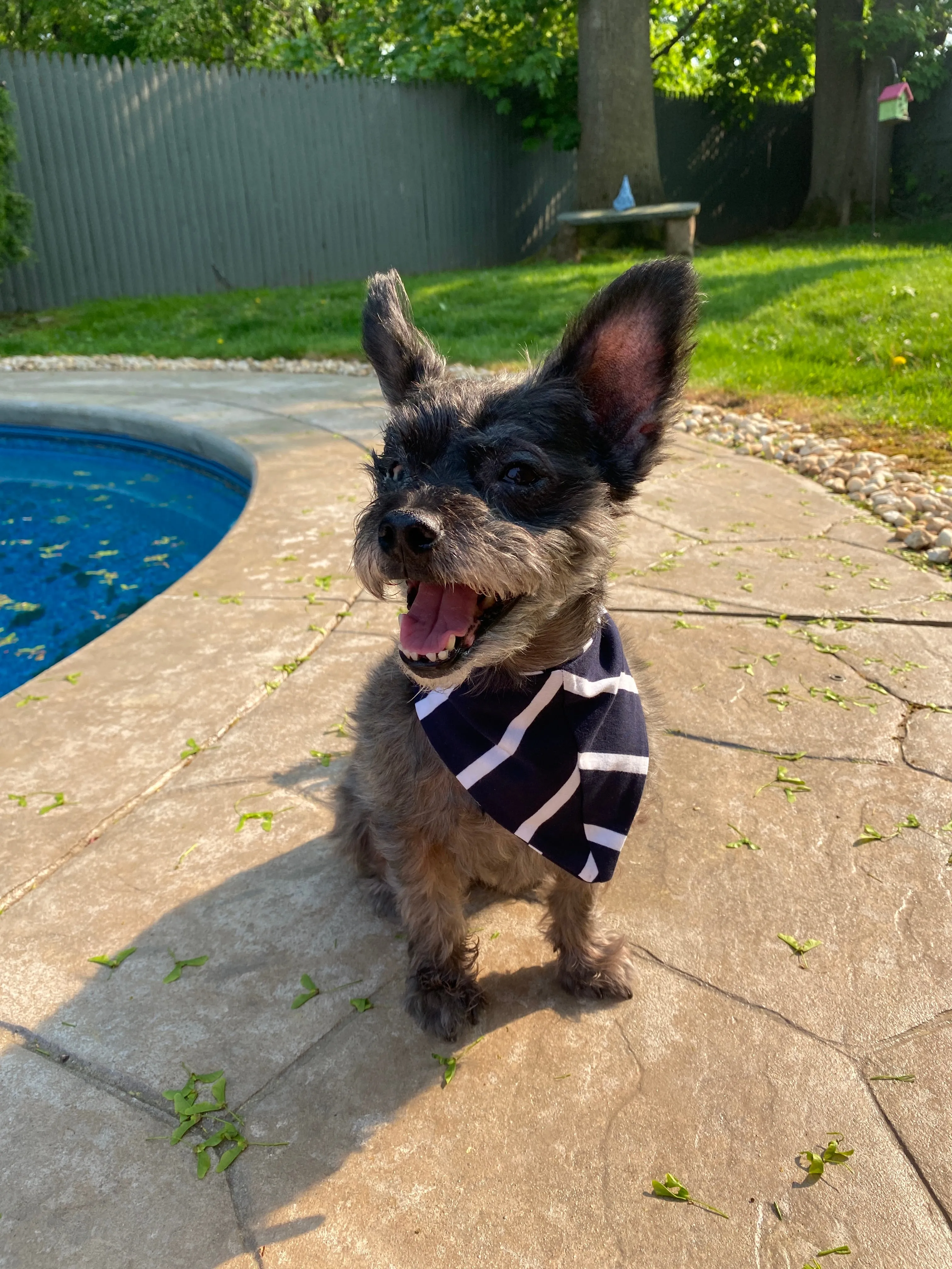 Navy Stripe Pet Bandana